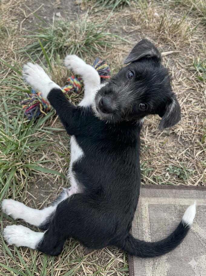 Katy, an adopted mixed breed in Ridgefield, NJ image 6/6