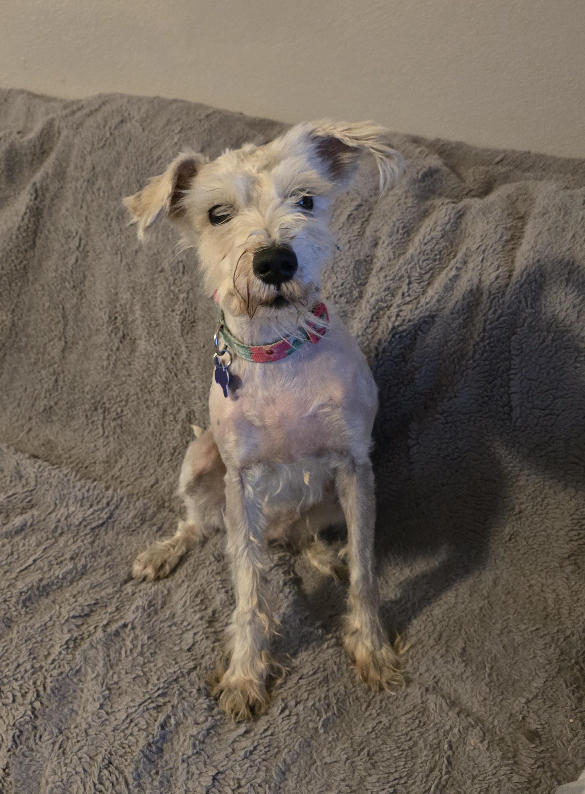 Gretta, a ADOPTABLE mixed breed in Jamestown, ND image 3/6