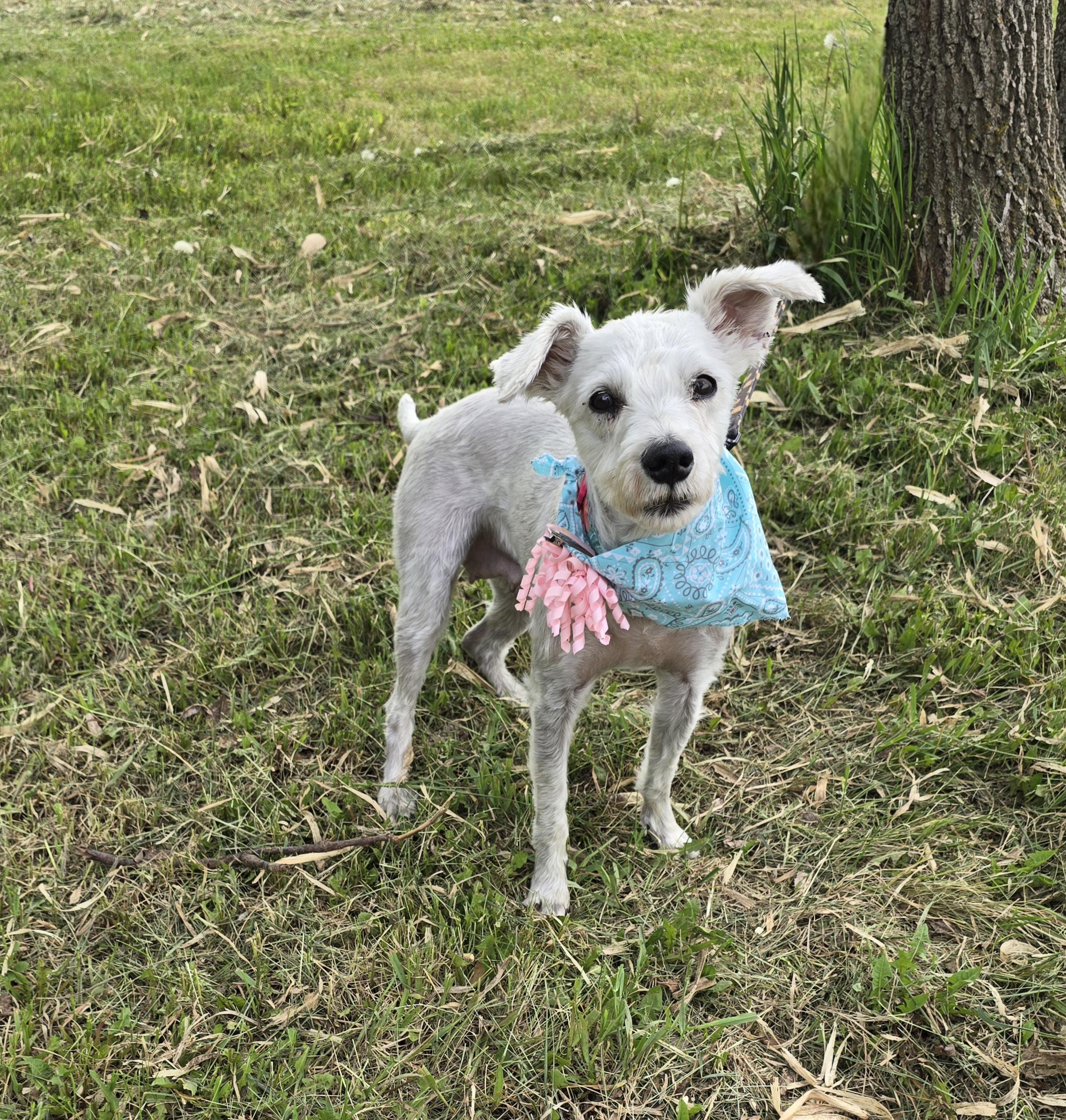 Gretta-adopted, ADOPTABLE, Senior Female Miniature Schnauzer.