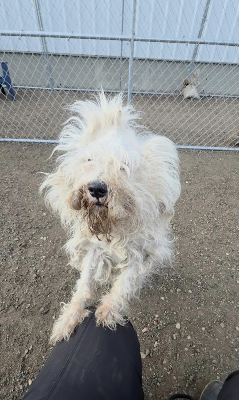 Gretta, a ADOPTABLE mixed breed in Jamestown, ND image 6/6