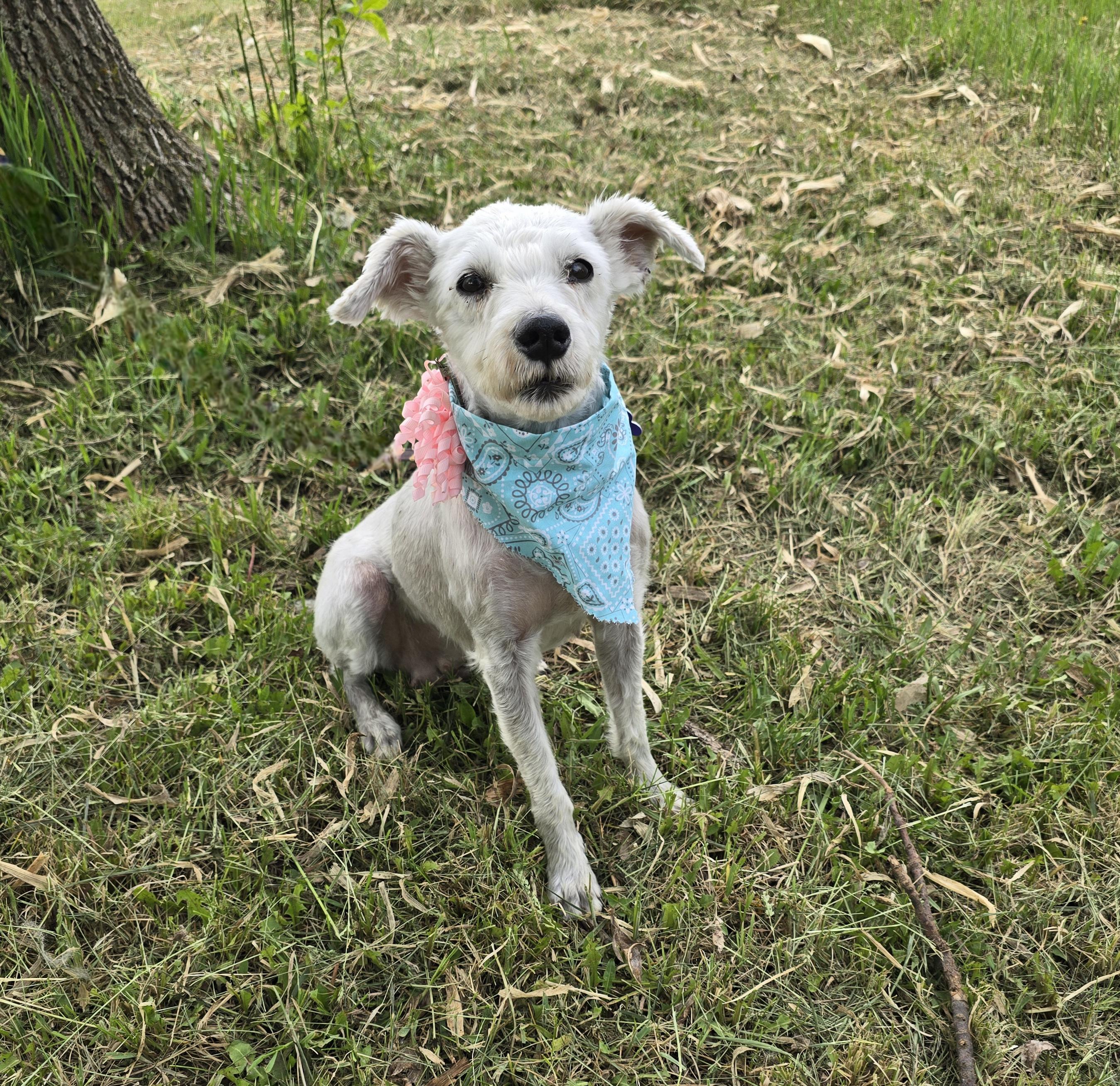 Gretta-adopted, a ADOPTABLE mixed breed in Jamestown, ND image 2/6