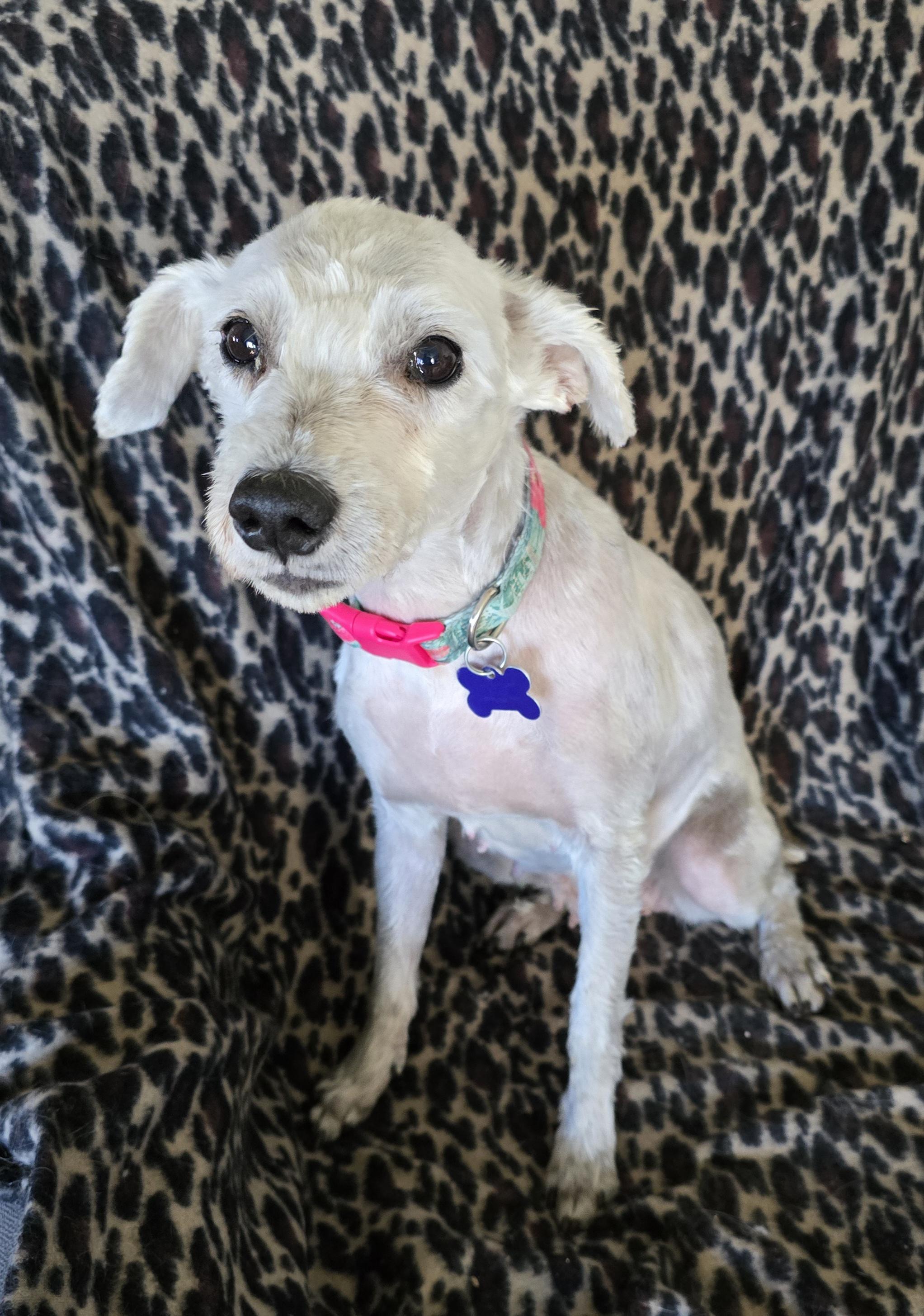 Gretta, a ADOPTABLE mixed breed in Jamestown, ND image 2/6