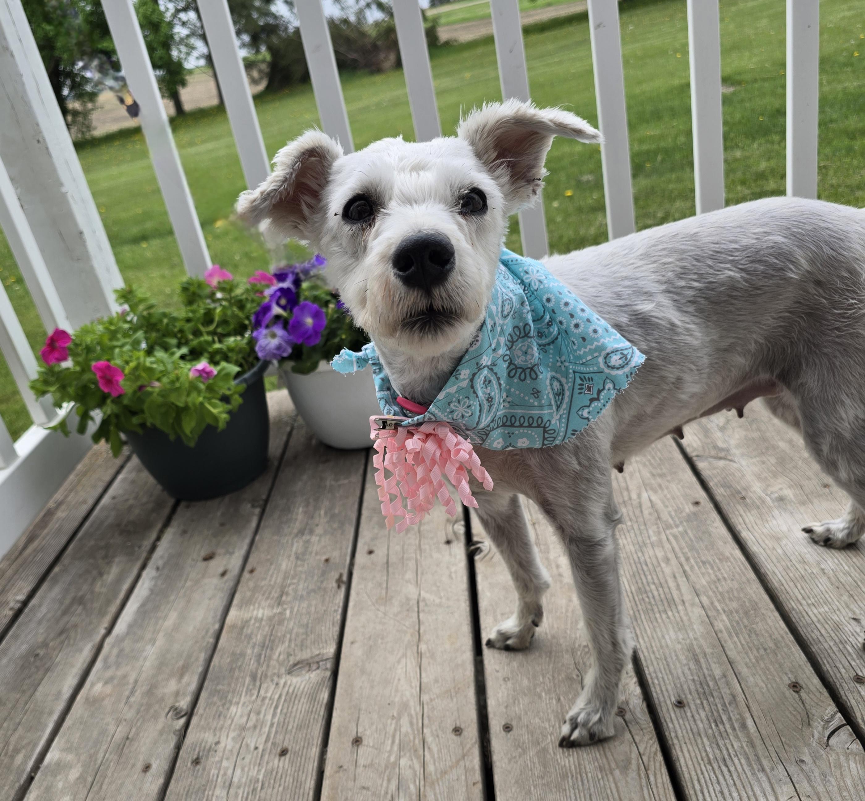 Gretta-adopted, a ADOPTABLE mixed breed in Jamestown, ND image 3/6