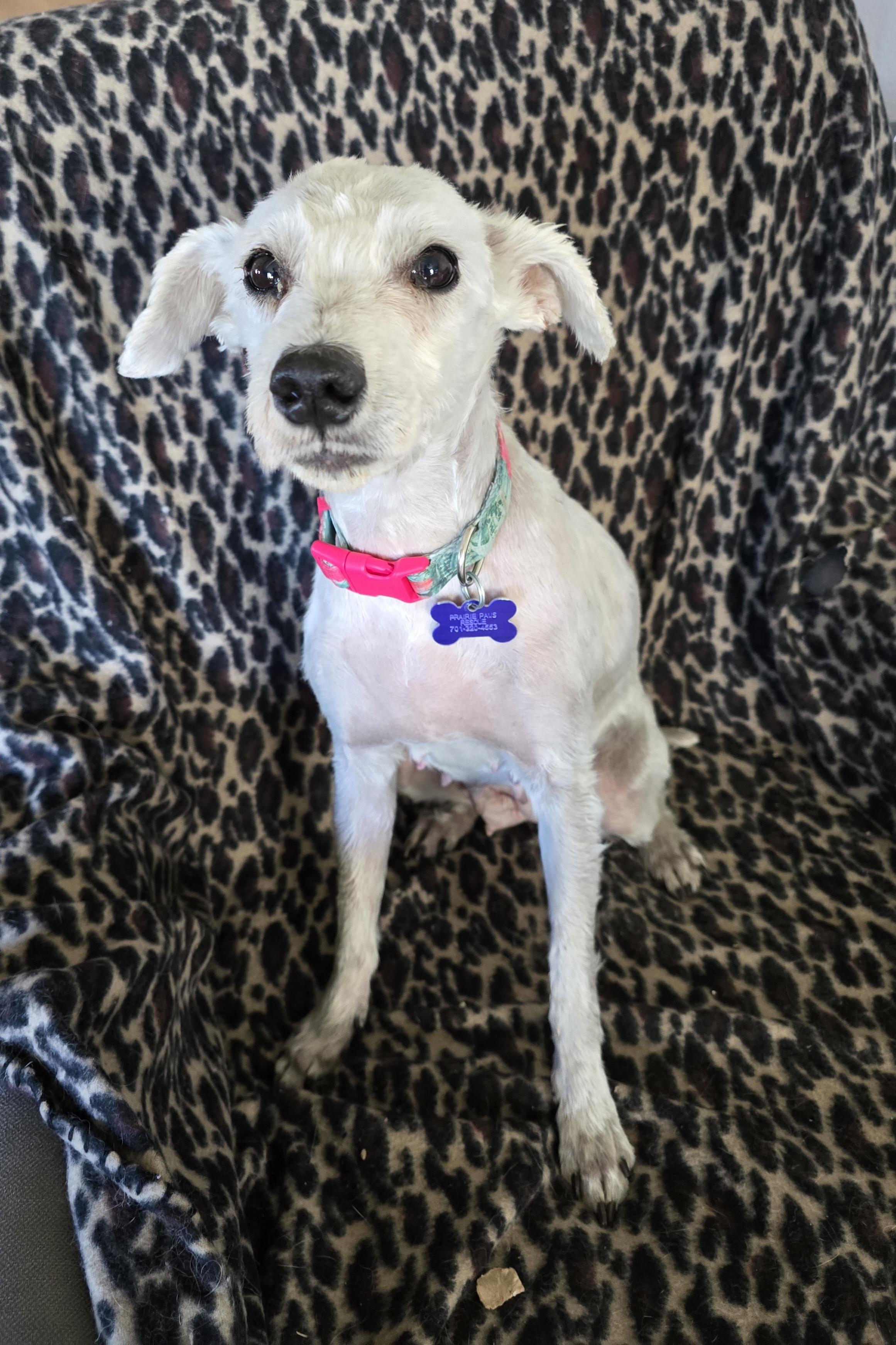 Gretta, ADOPTABLE, Senior Female Miniature Schnauzer.