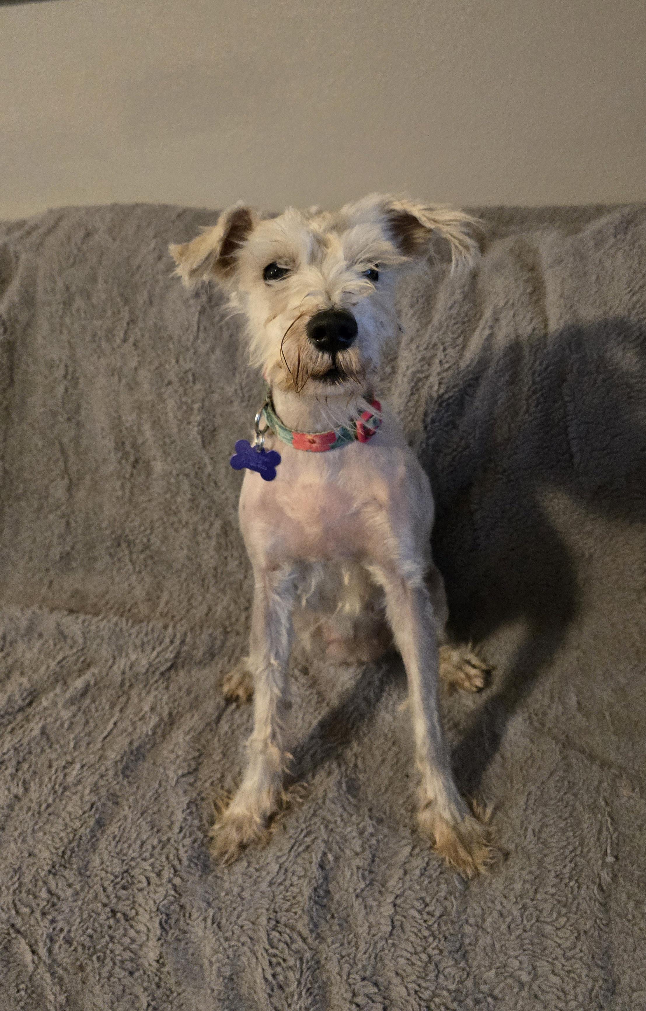Gretta, a ADOPTABLE mixed breed in Jamestown, ND image 4/6
