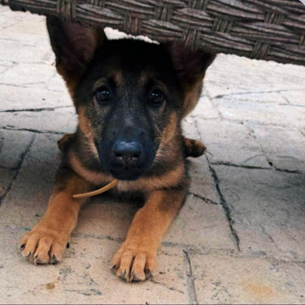 Enlarge Riley, a Adoptable German Shepherd Dog in Baton Rouge, LA image 1/2