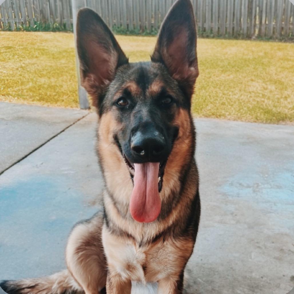 Enlarge Riley, a Adoptable German Shepherd Dog in Baton Rouge, LA image 2/2