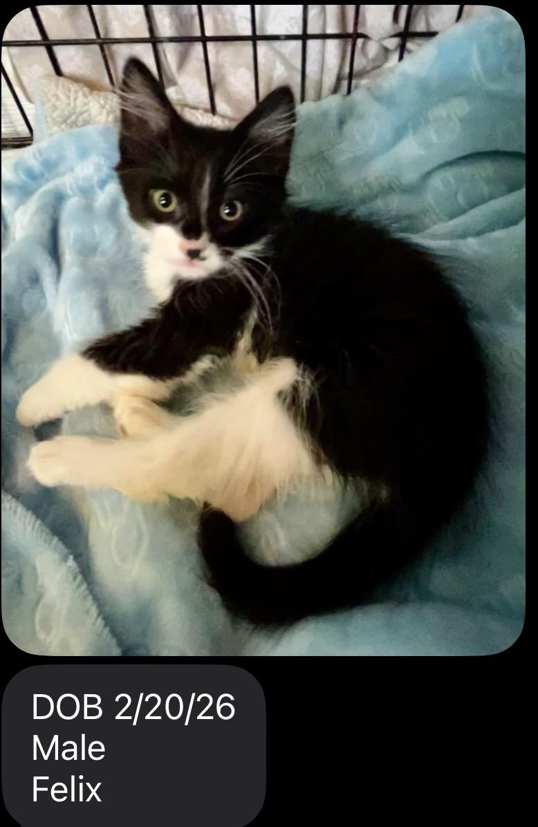 Enlarge Felix , a ADOPTABLE Domestic Short Hair in Spokane Valley, WA image 1/1