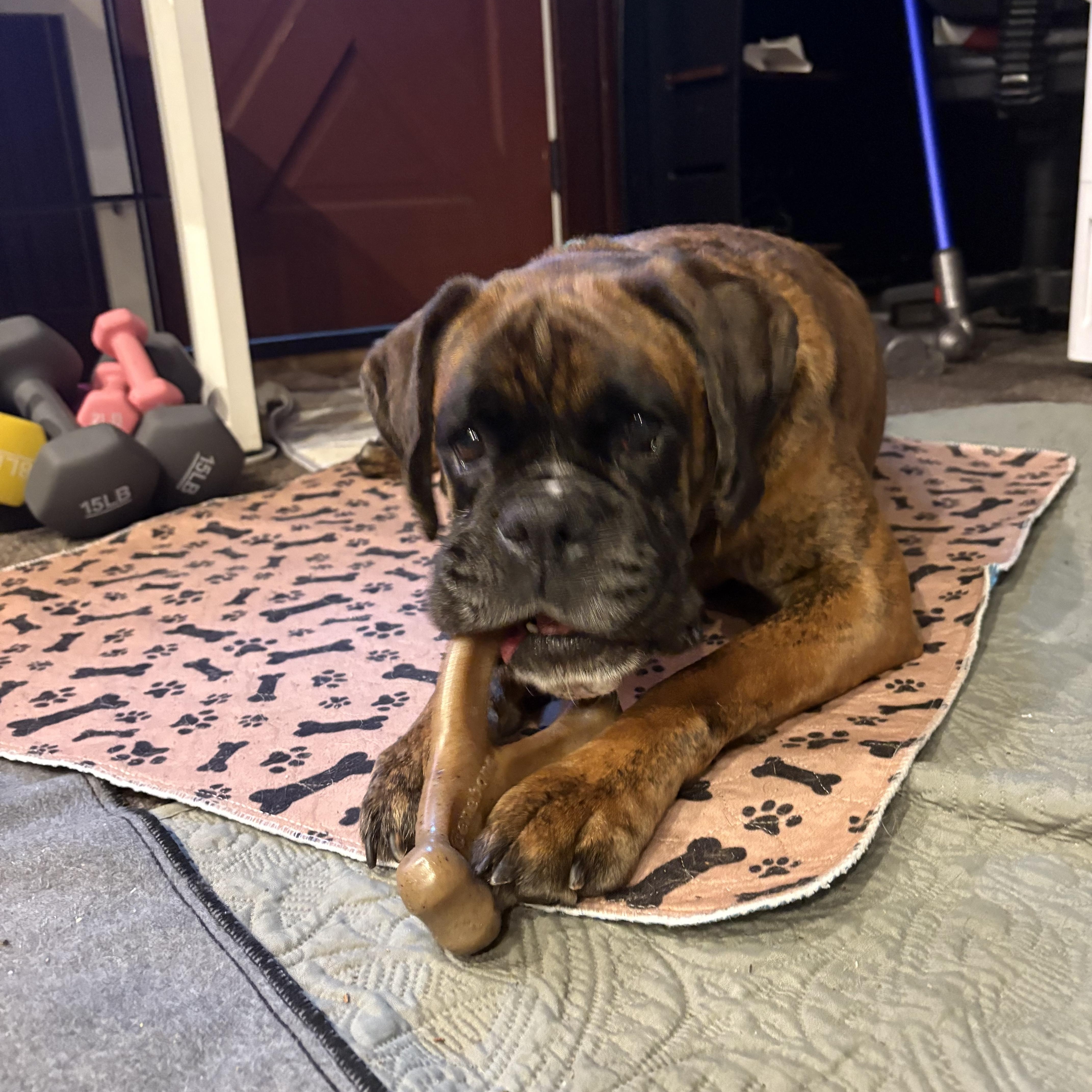 Enlarge Lavana, a ADOPTABLE Boxer in Middlesex, NJ image 2/5