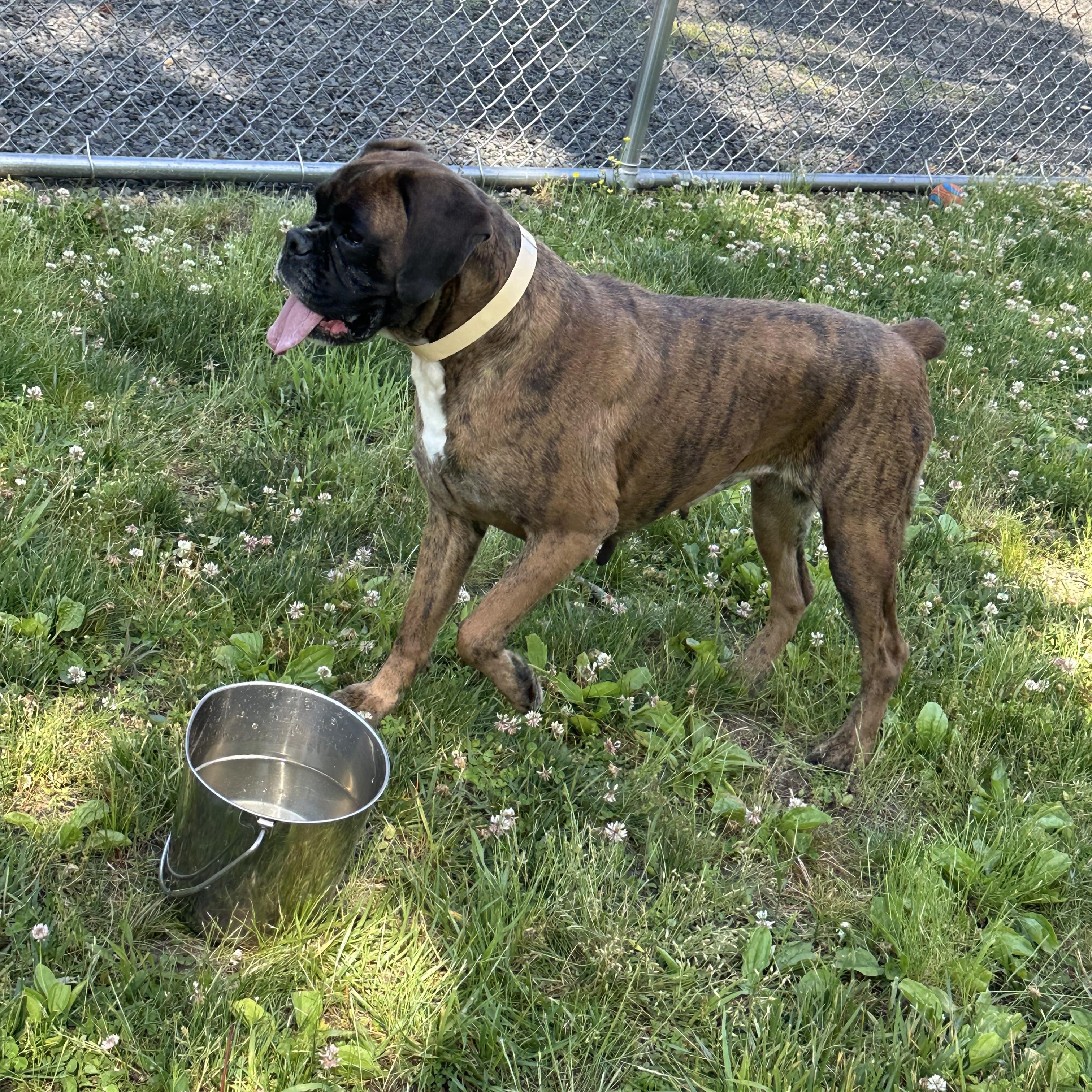 Enlarge Lavana, a ADOPTABLE Boxer in Middlesex, NJ image 2/3