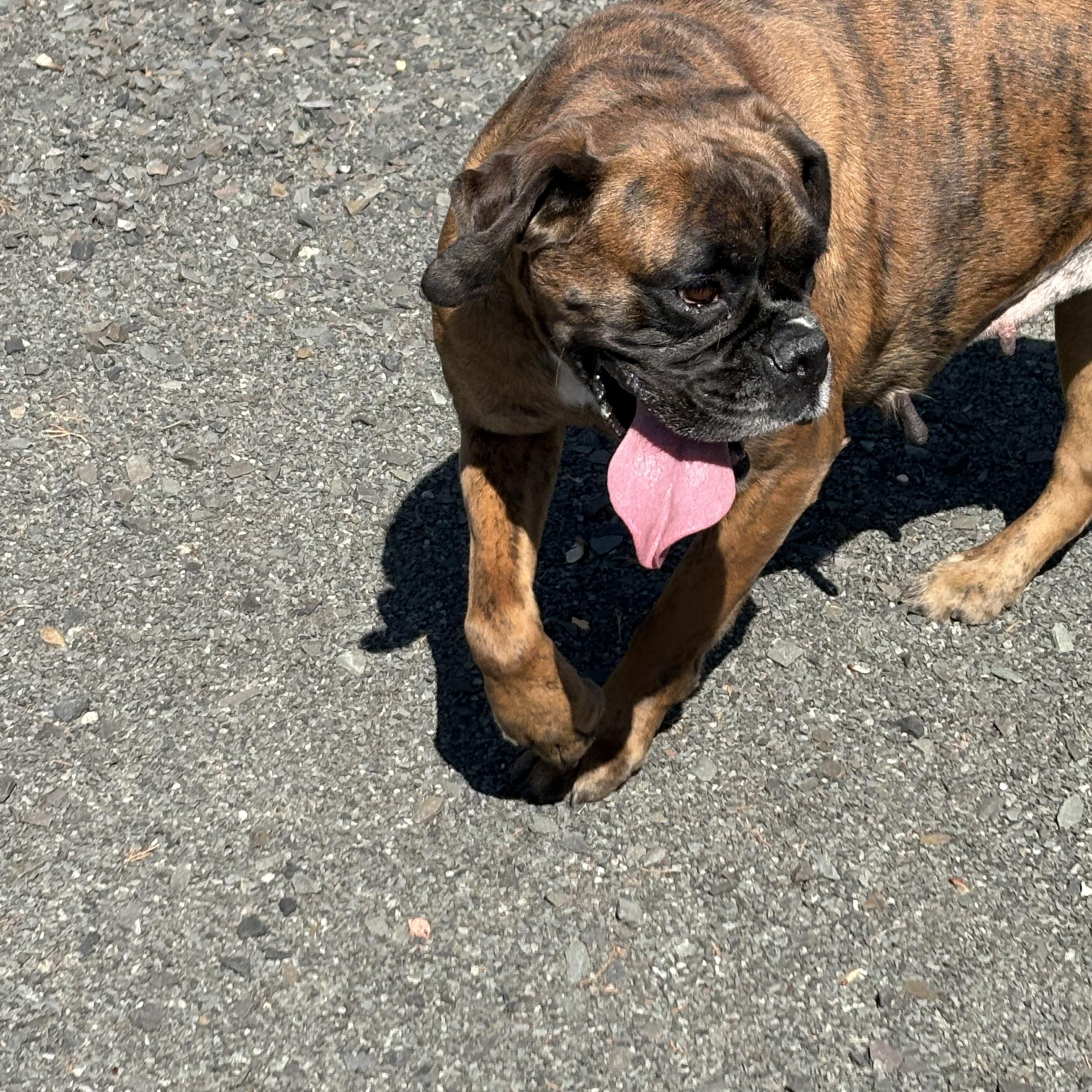 Enlarge Lavana, a ADOPTABLE Boxer in Middlesex, NJ image 3/3