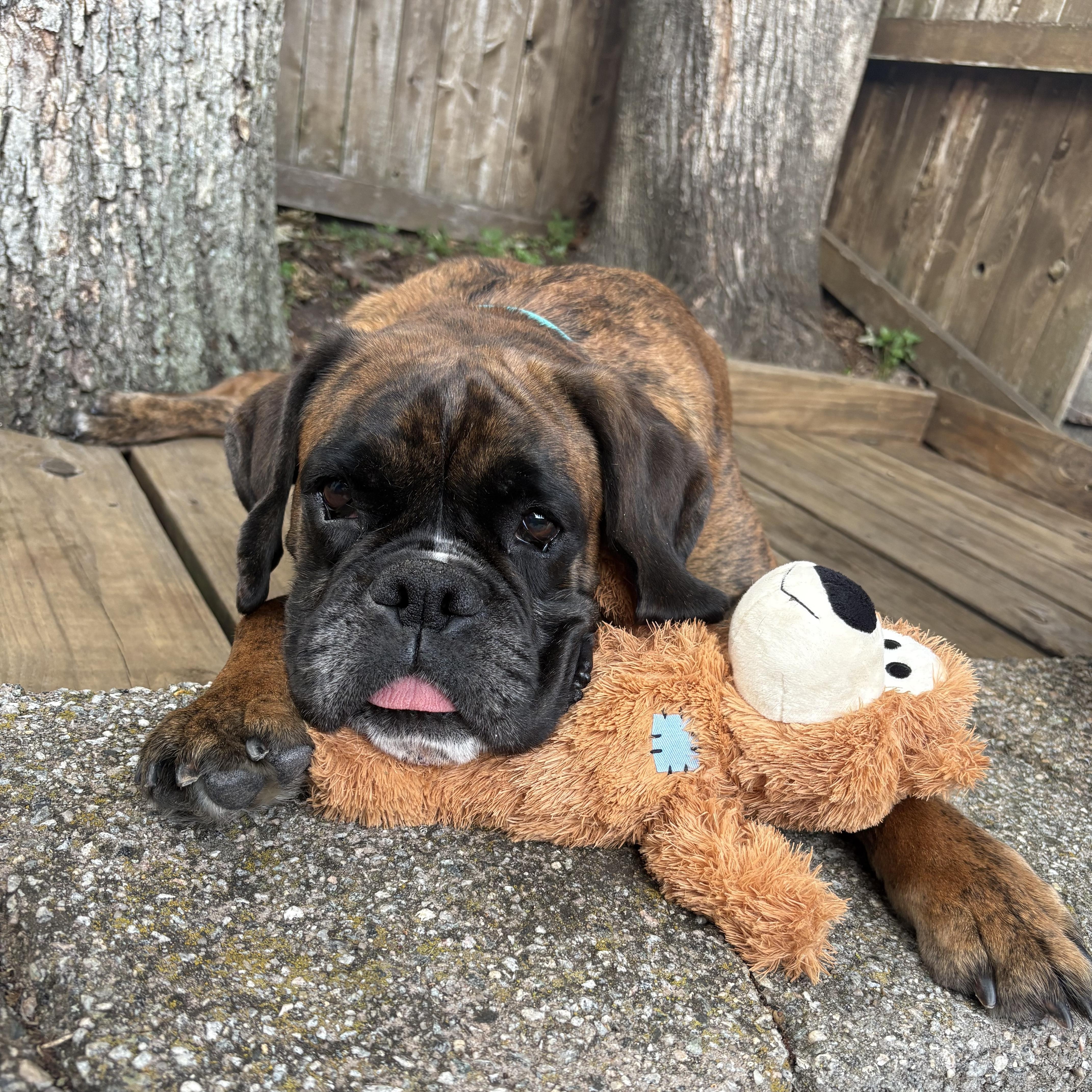 Enlarge Lavana, a ADOPTABLE Boxer in Middlesex, NJ image 1/5