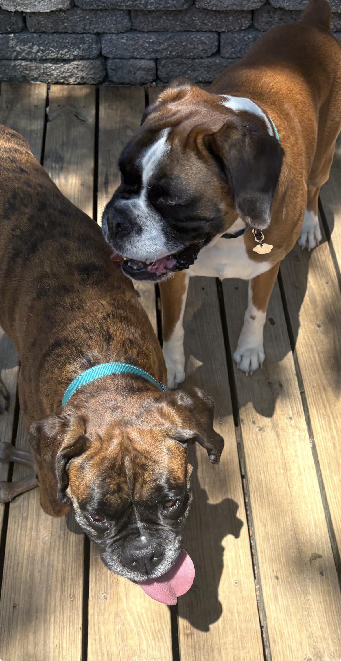 Enlarge Lavana, a ADOPTABLE Boxer in Middlesex, NJ image 4/5