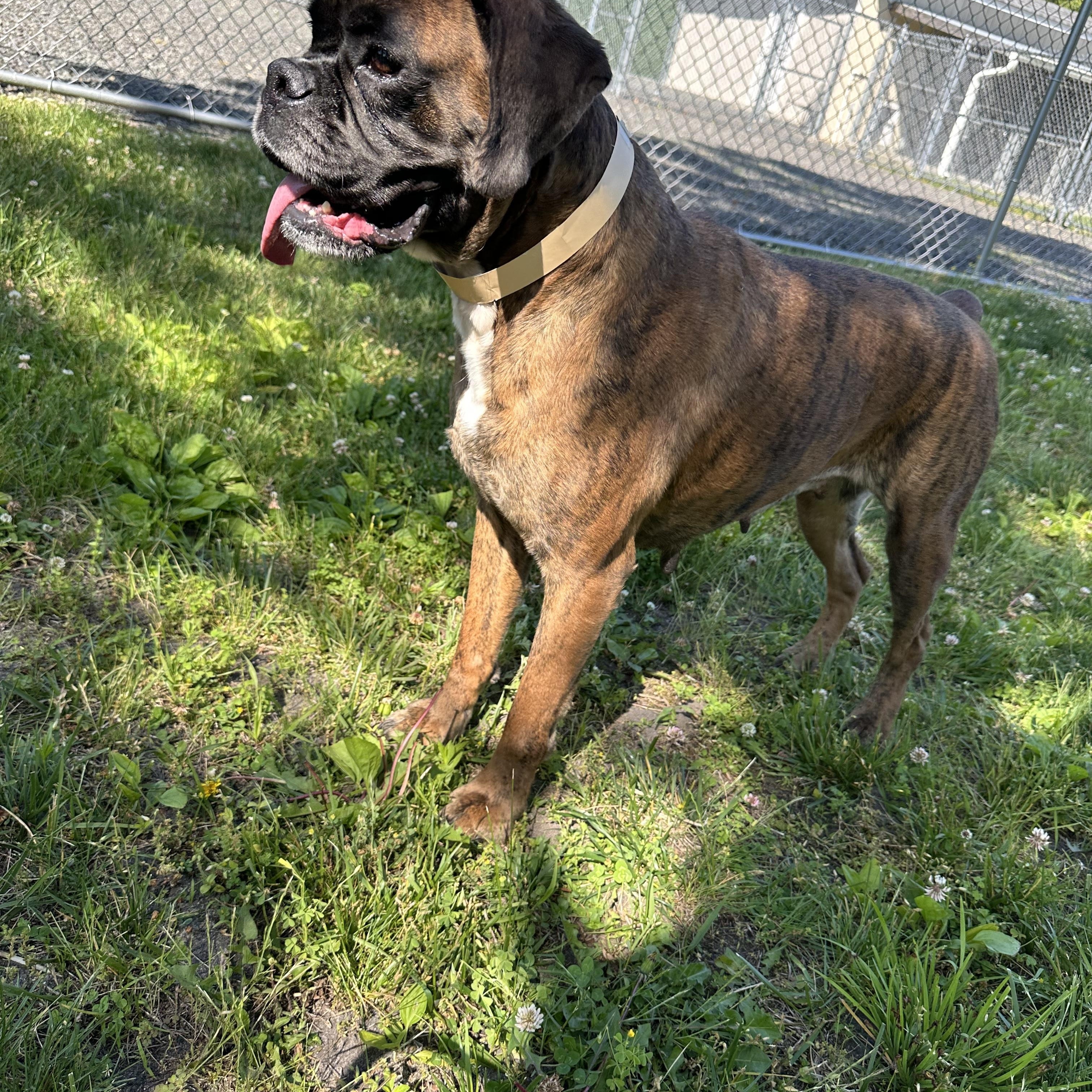 Lavana, ADOPTABLE, Adult Female Boxer.
