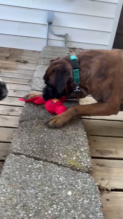 Enlarge Lavana, a ADOPTABLE Boxer in Middlesex, NJ video 3/5