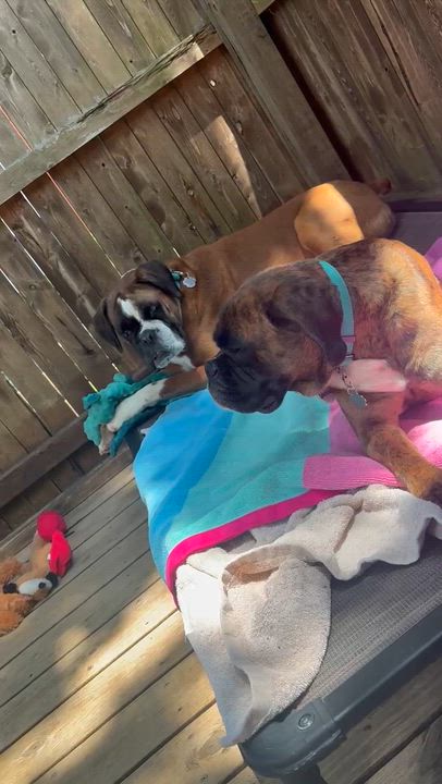 Enlarge Lavana, a ADOPTABLE Boxer in Middlesex, NJ video 5/5