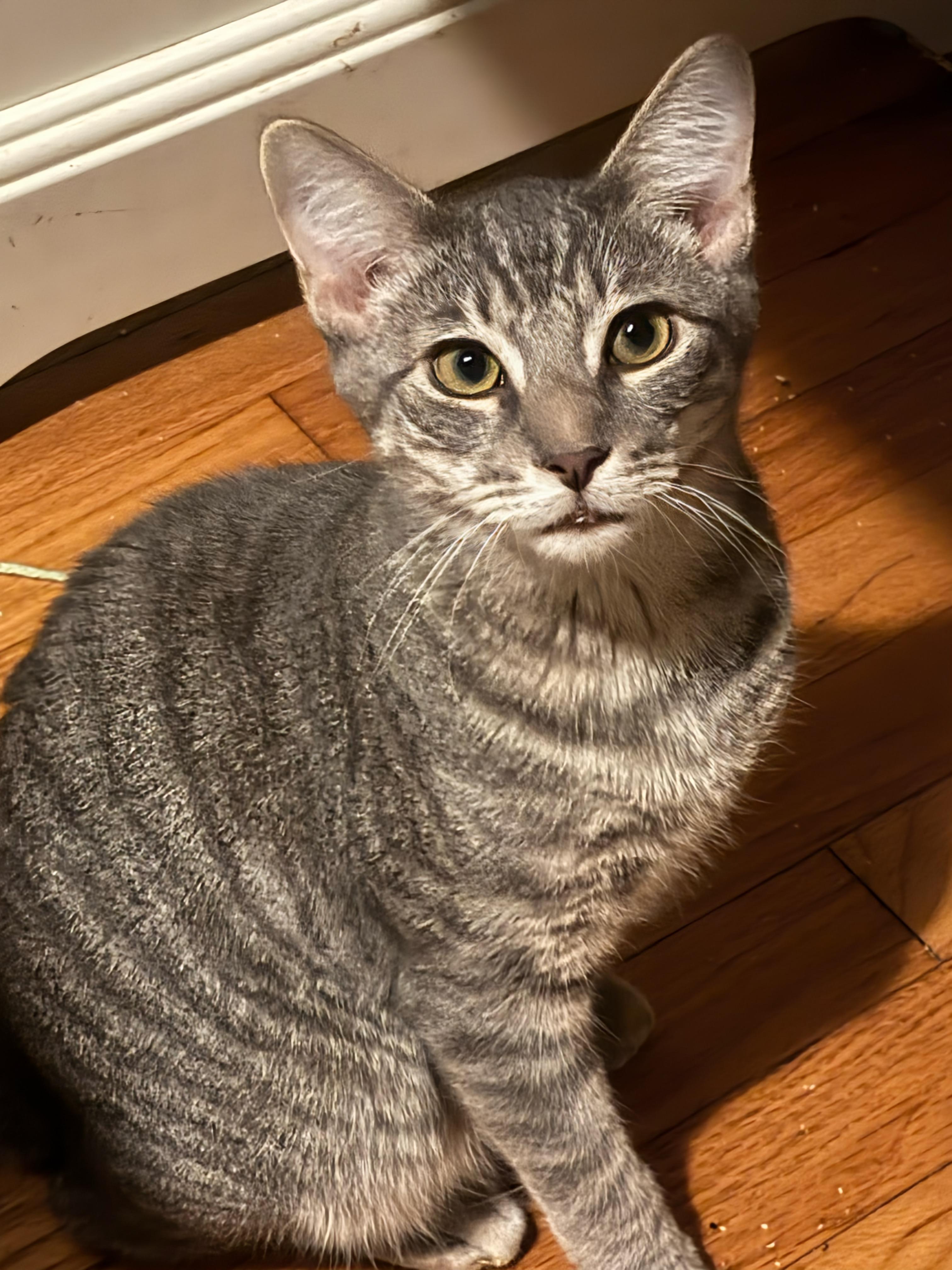 Enlarge Blitz, a Adoptable Domestic Short Hair in Norwalk, CT image 1/1