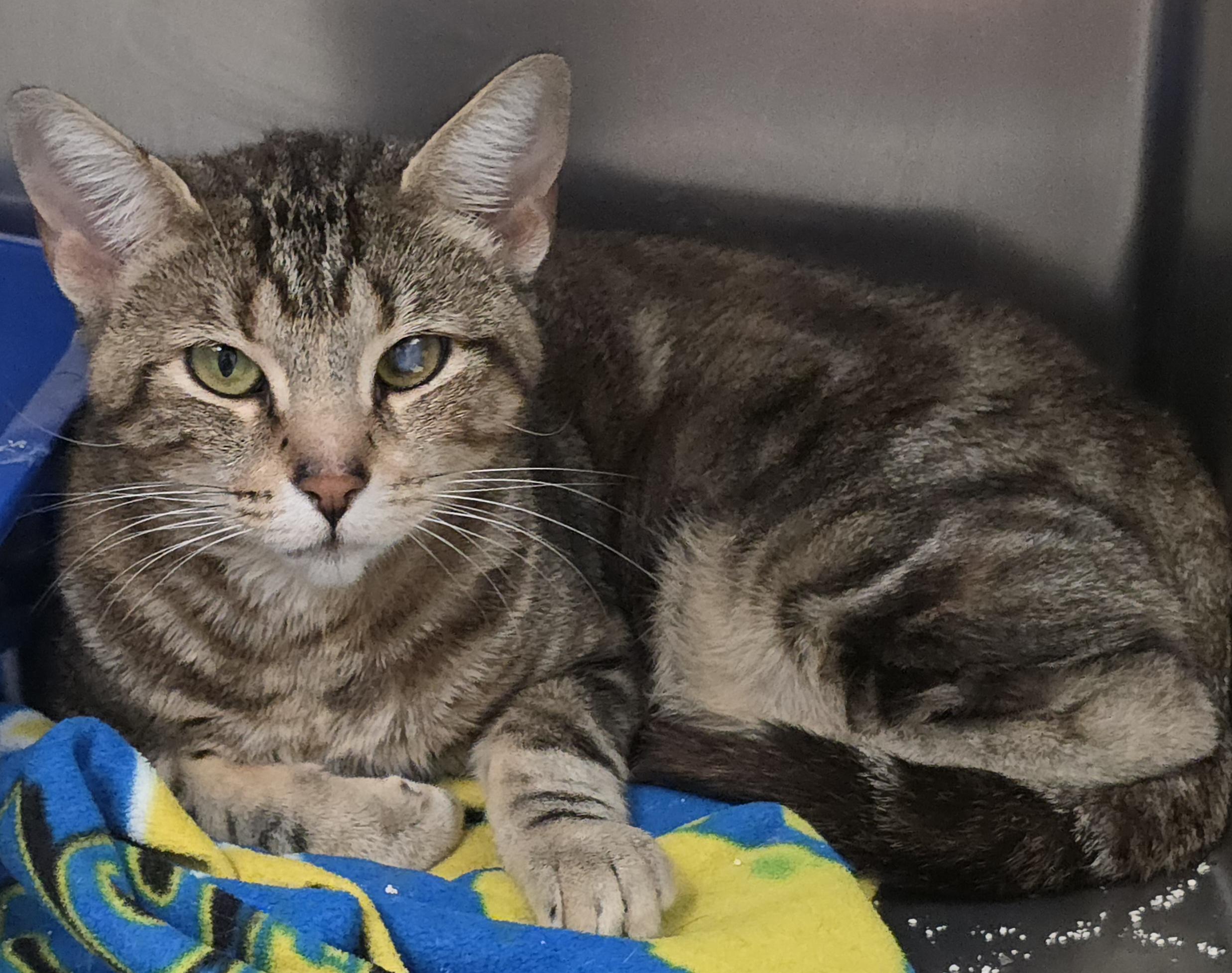 Enlarge Tulip, a ADOPTABLE Domestic Short Hair in Mission Viejo, CA image 1/1