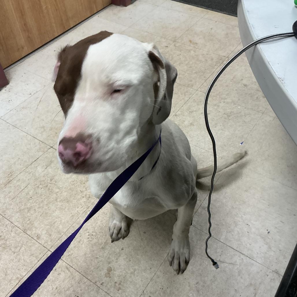 Rubio, Adoptable, Young Male Pit Bull Terrier.