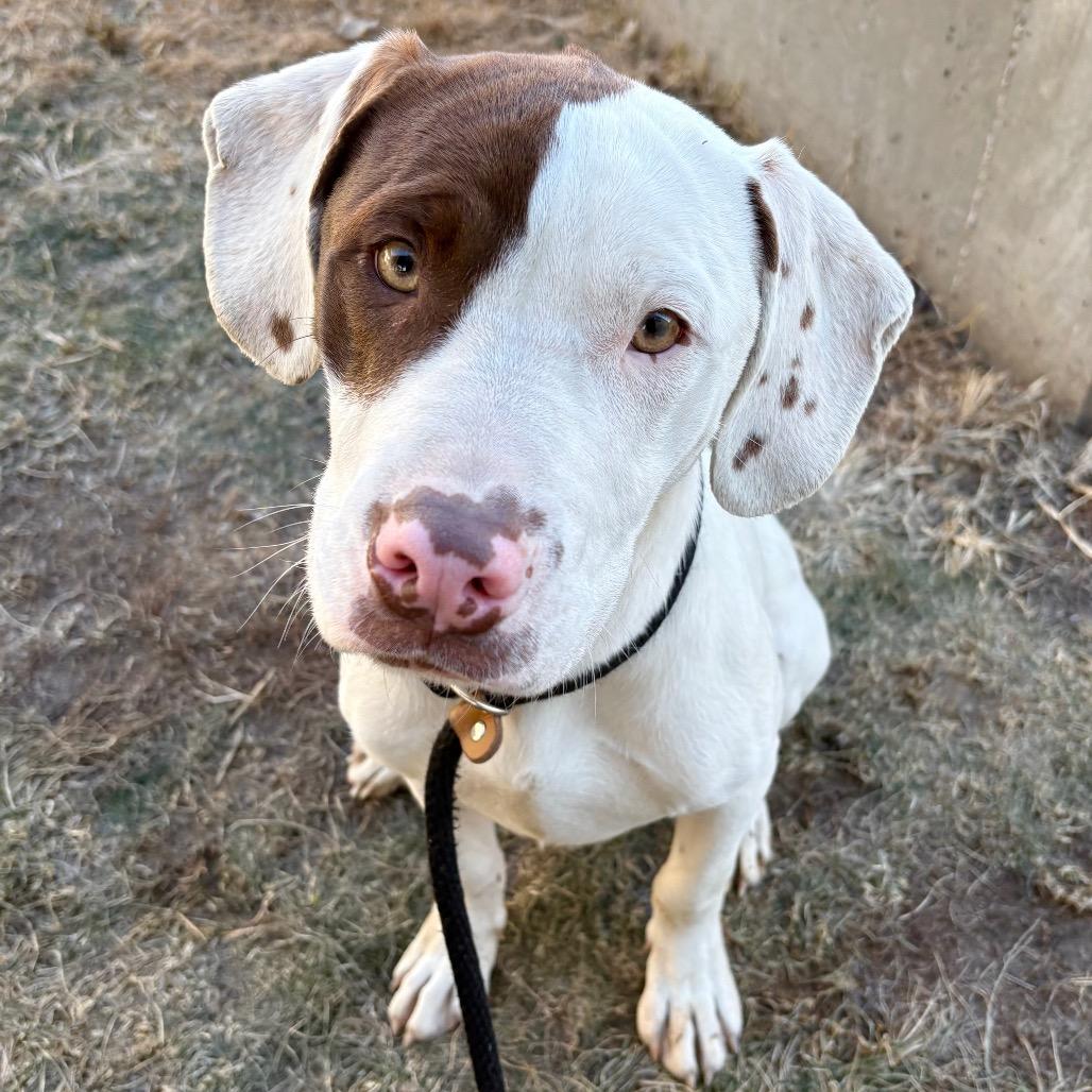 Enlarge Rubio, a Adoptable Pit Bull Terrier in St Joseph, MO image 2/2