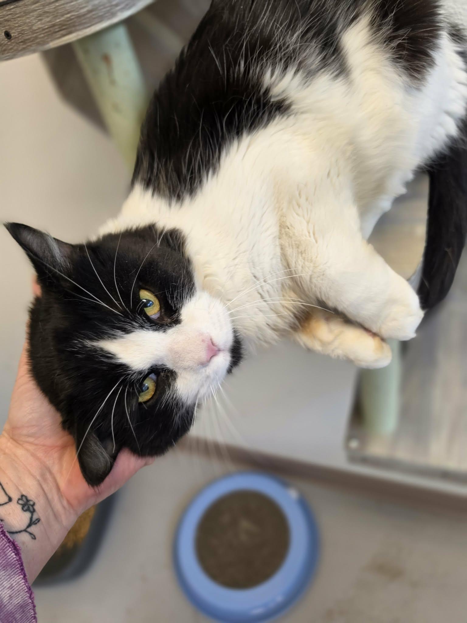 Enlarge Bandit, a ADOPTABLE Domestic Medium Hair in Grants Pass, OR image 3/4