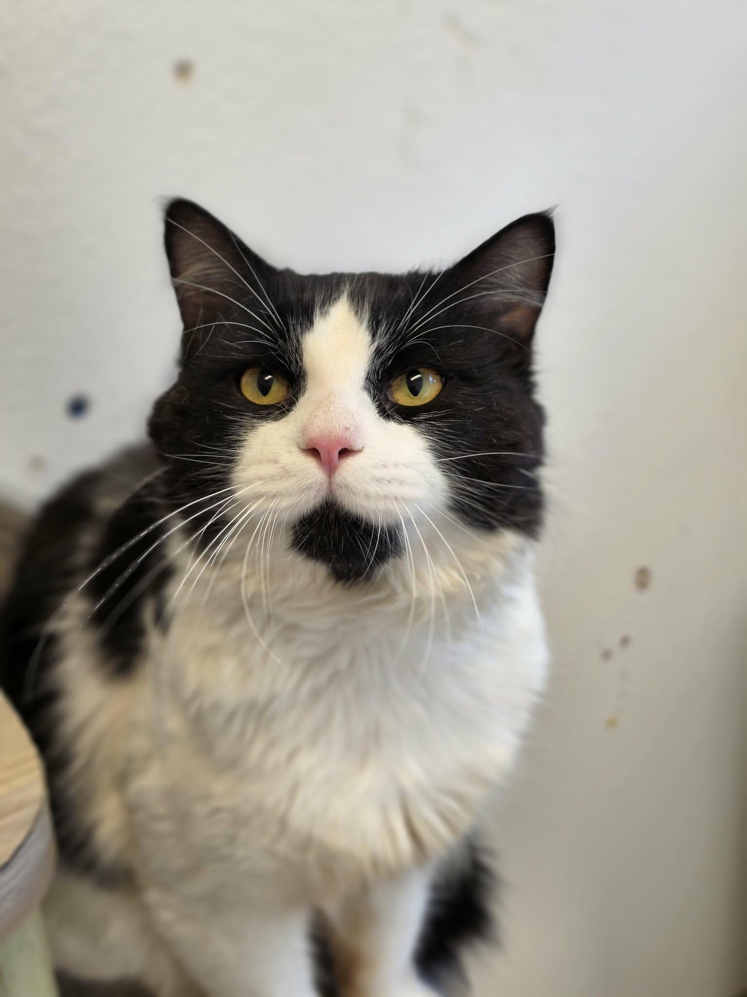 Enlarge Bandit, a ADOPTABLE Domestic Medium Hair in Grants Pass, OR image 2/4