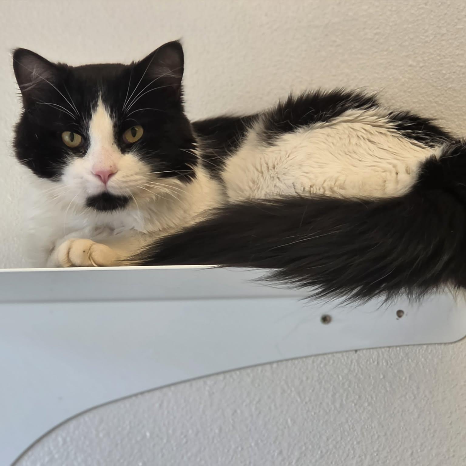 Enlarge Bandit, a ADOPTABLE Domestic Medium Hair in Grants Pass, OR image 4/4