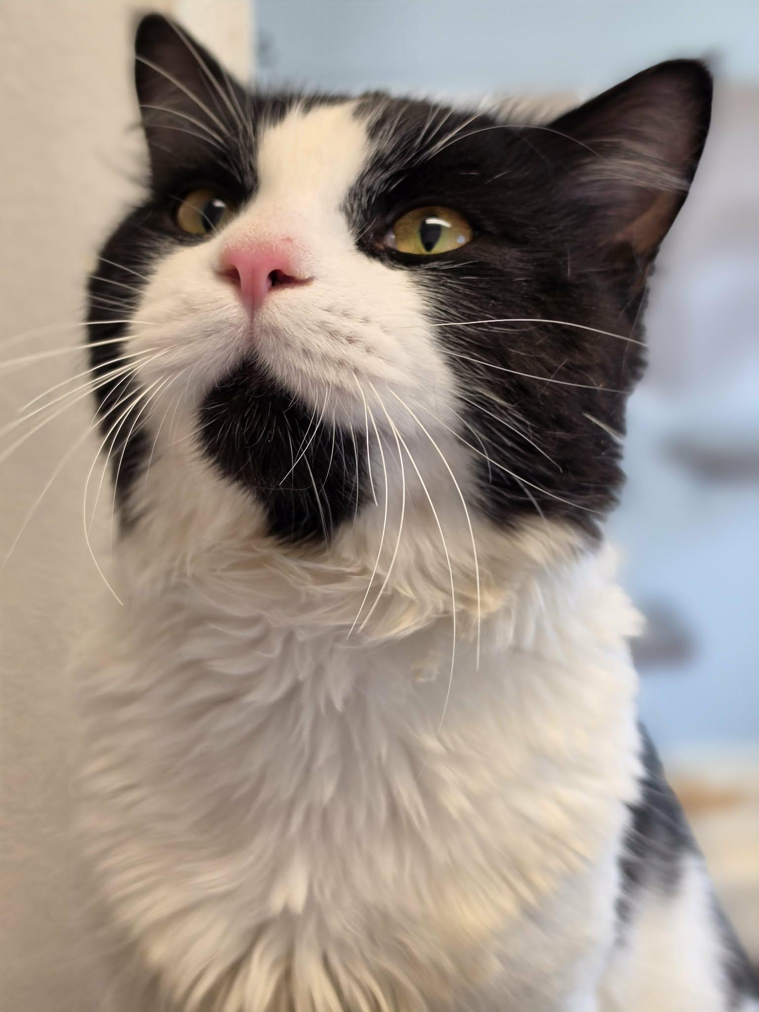 Bandit, ADOPTABLE, Adult Male Domestic Medium Hair.