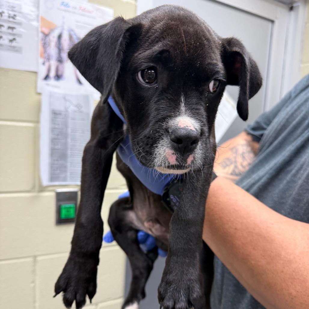 02/27/2026-Stray-KingsridgeDrive