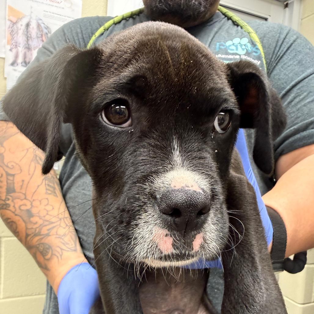 02/27/2026-Stray-KingsridgeDrive — thumbnail 2