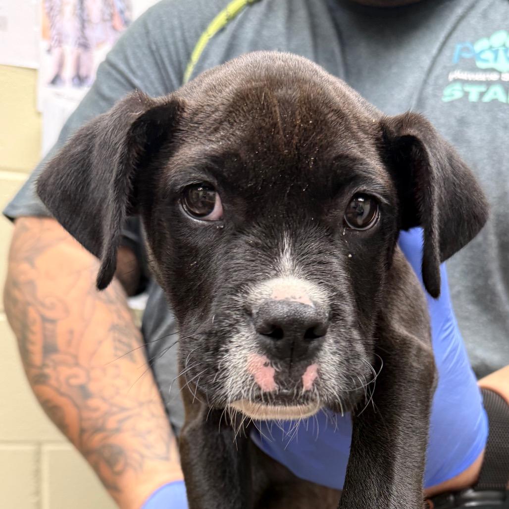 02/27/2026-Stray-KingsridgeDrive — thumbnail 3