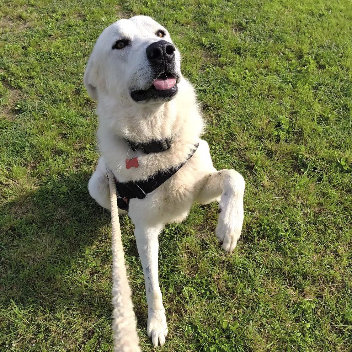 Leon, an adopted Great Pyrenees in Marble Falls, TX image 2/2