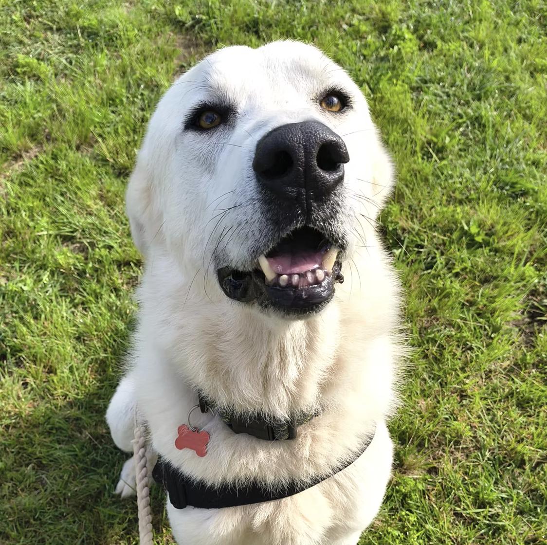 Leon, adopted, Adult Male Great Pyrenees.
