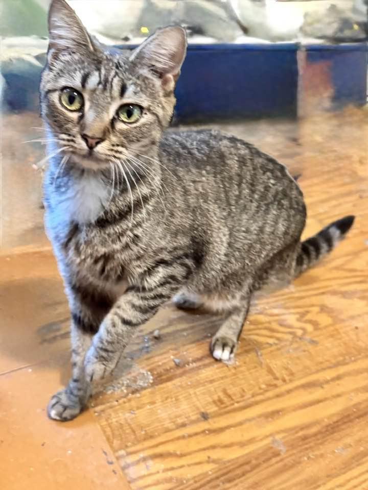 Elsa, Adoptable, Adult Female Tabby.