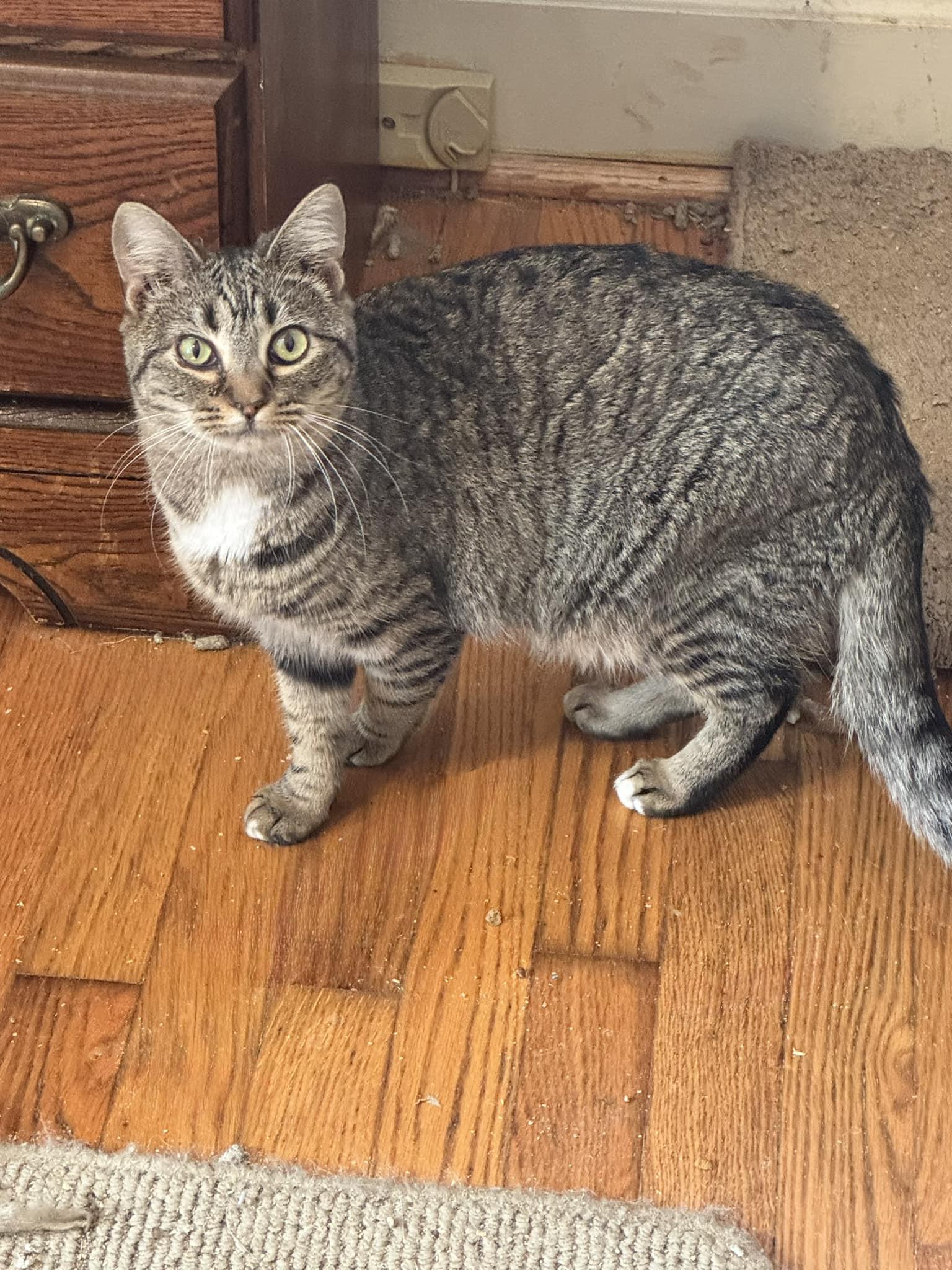 Enlarge Elsa, a Adoptable Tabby in Columbia, SC image 3/3