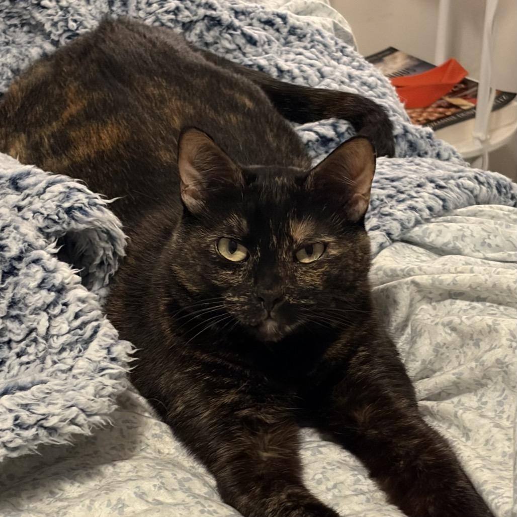 Buttercup, Adoptable, Adult Female Domestic Short Hair.