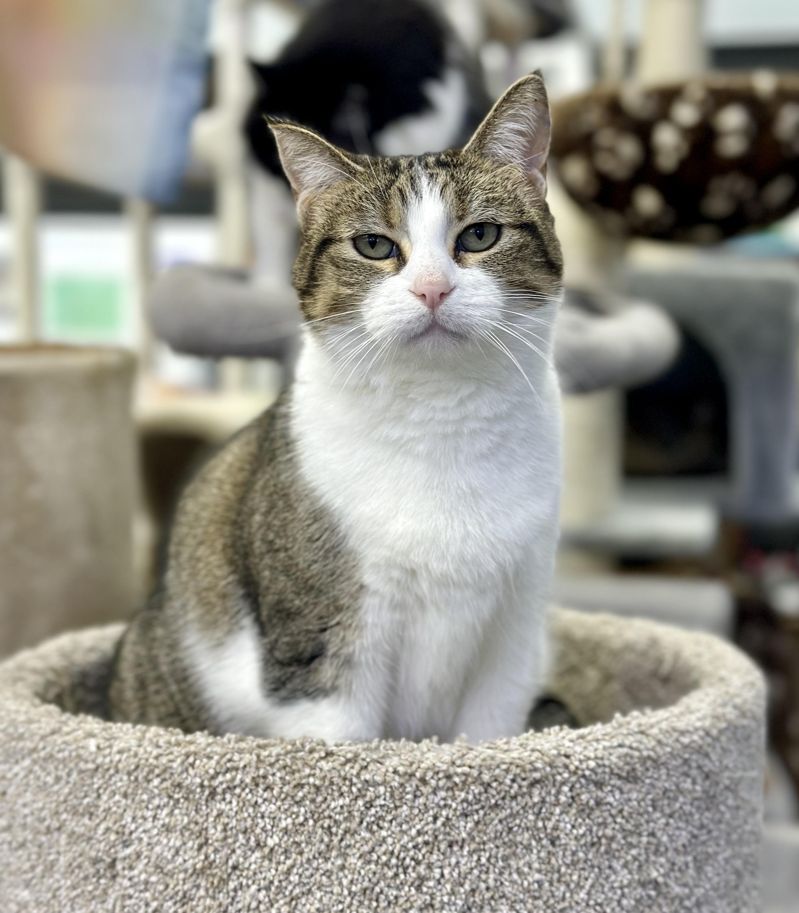 Portia, a ADOPTABLE Domestic Short Hair in Faribault, MN image 3/3