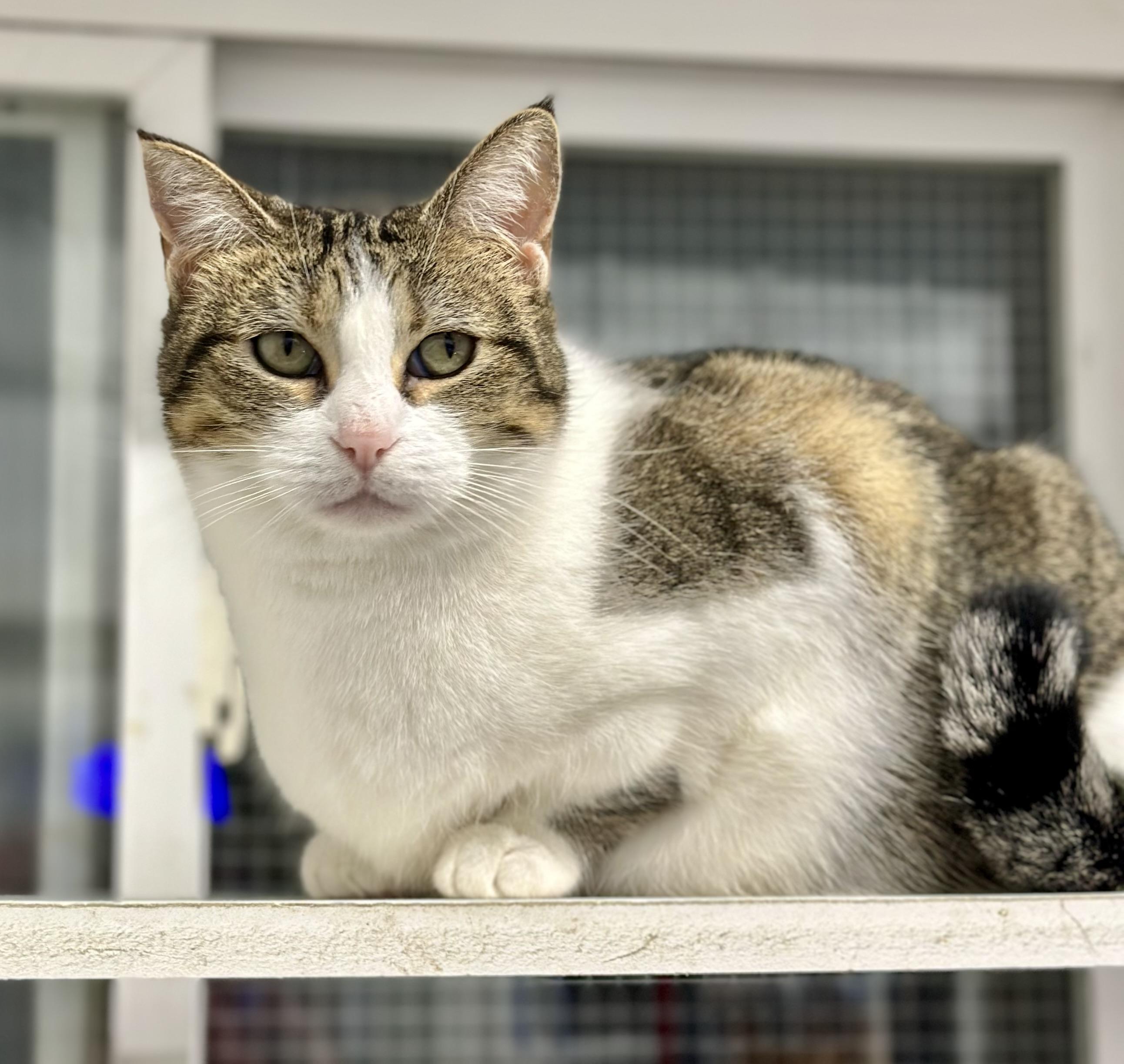 Portia, a ADOPTABLE Domestic Short Hair in Faribault, MN image 2/3