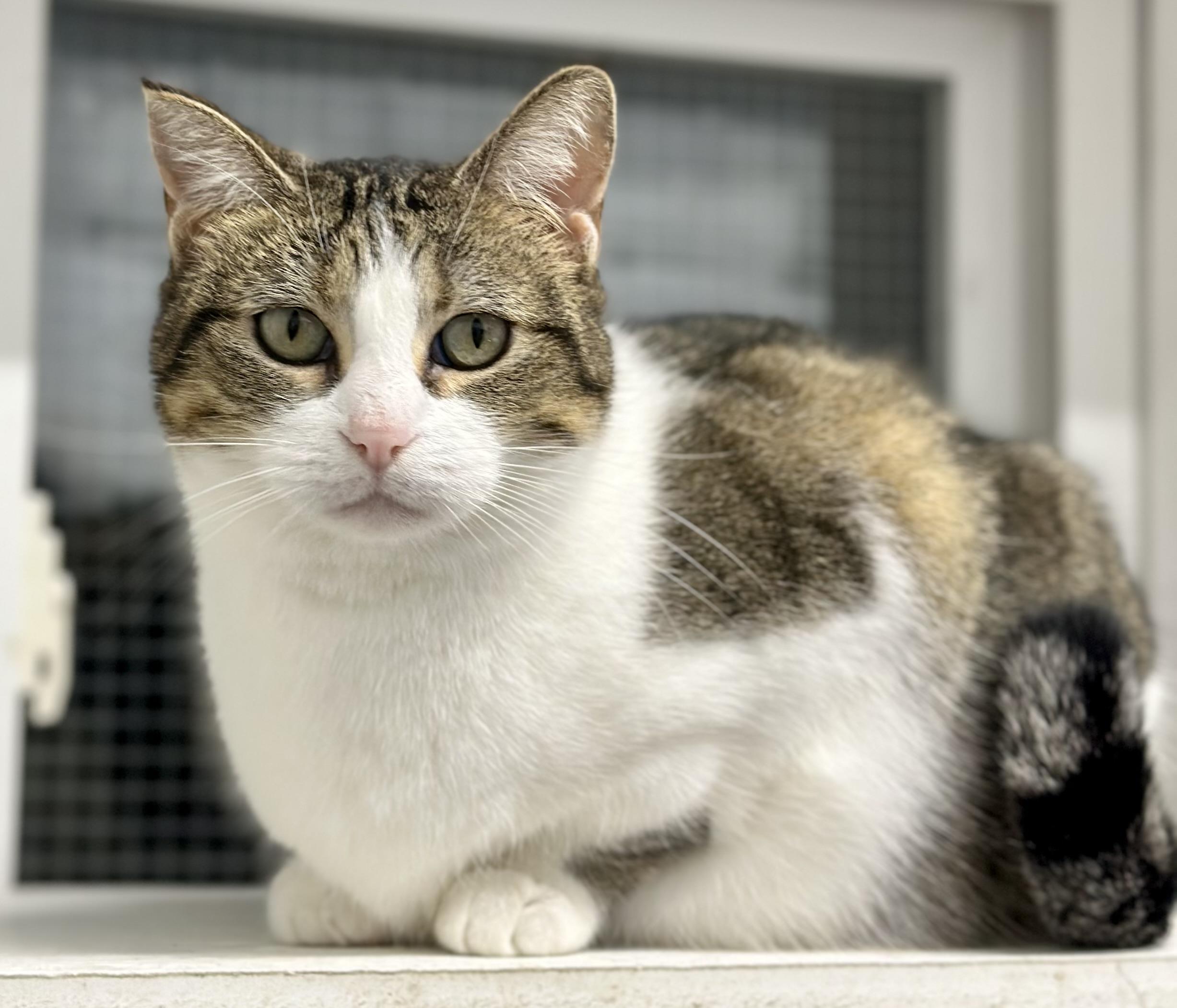 Portia, a ADOPTABLE Domestic Short Hair in Faribault, MN image 1/3