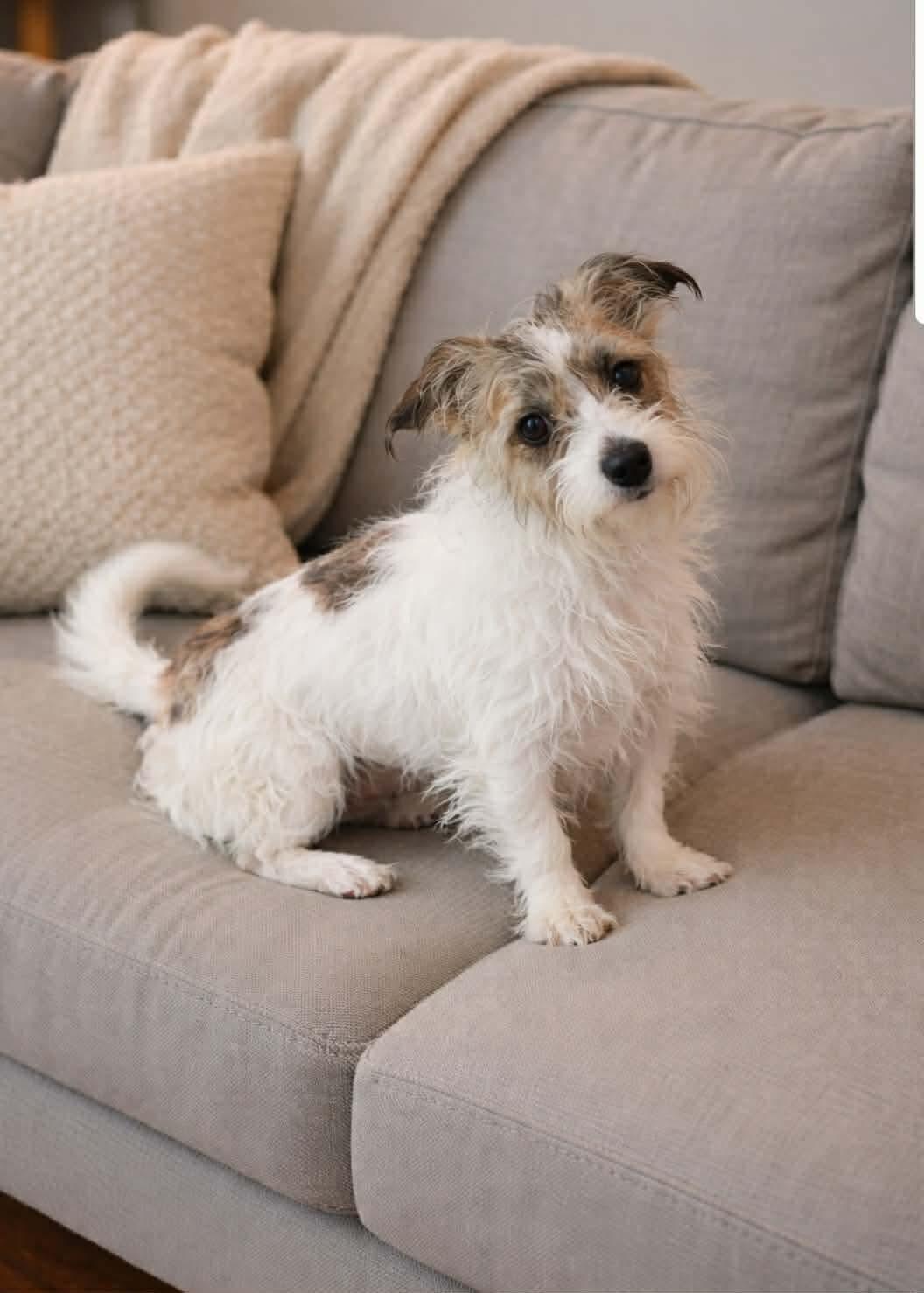 Enlarge Angel, a Adopted mixed breed in Westport, CT image 1/1