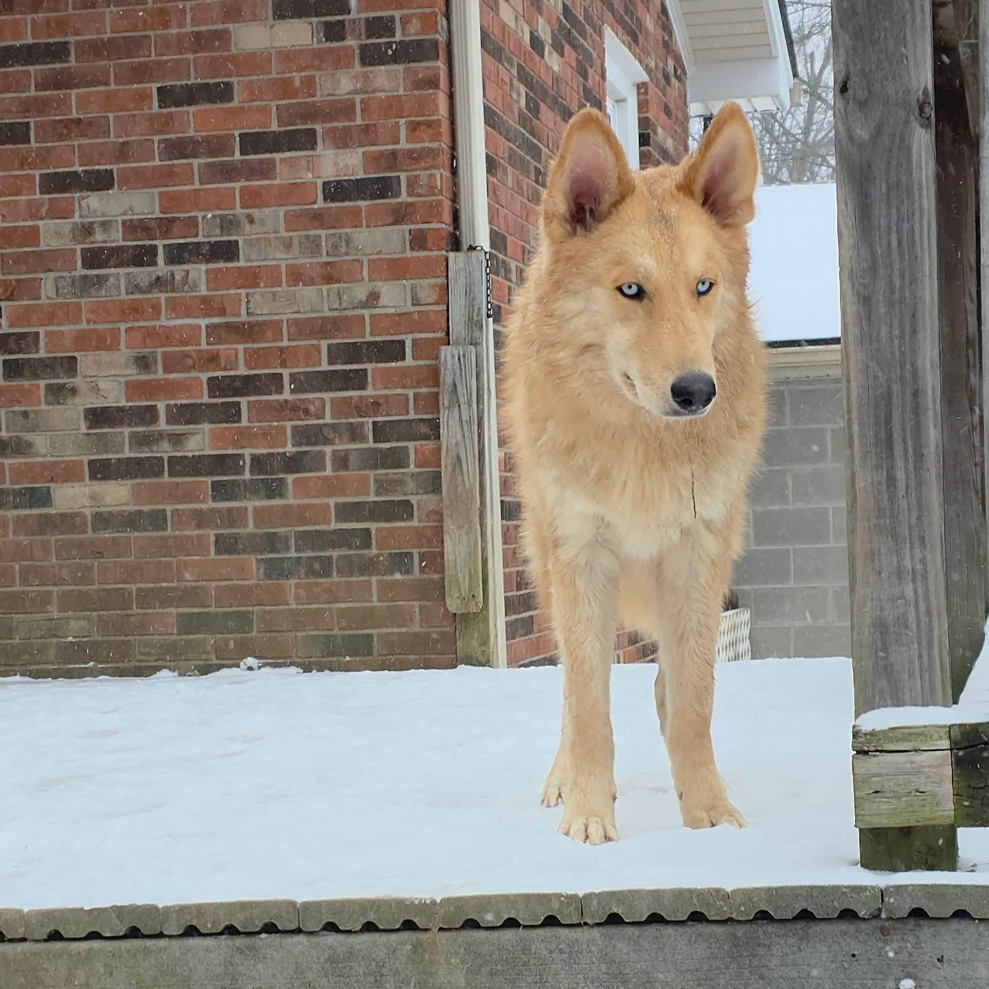 Enlarge Eros, an adopted mixed breed in Louisville, KY image 5/5