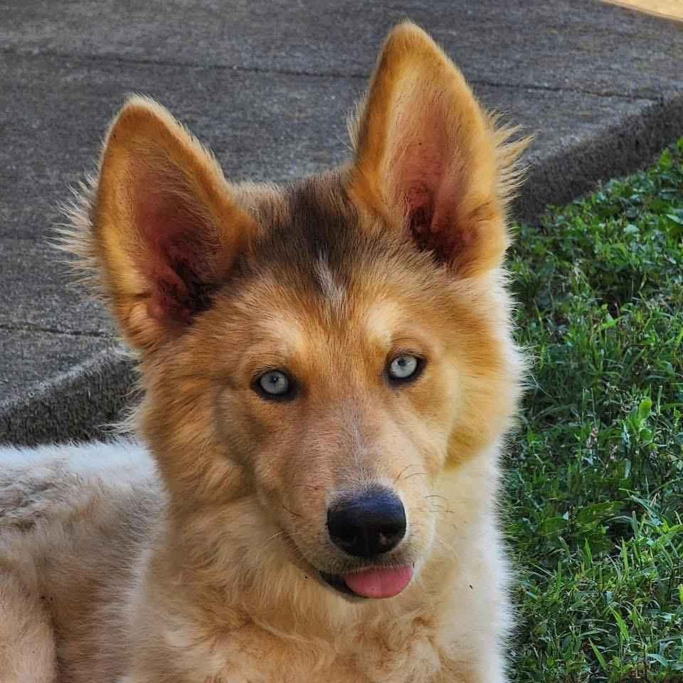 Enlarge Eros, an adopted mixed breed in Louisville, KY image 3/5