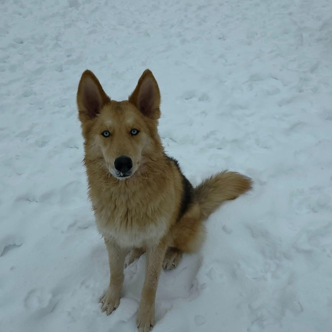 Enlarge Eros, an adopted mixed breed in Louisville, KY image 1/5