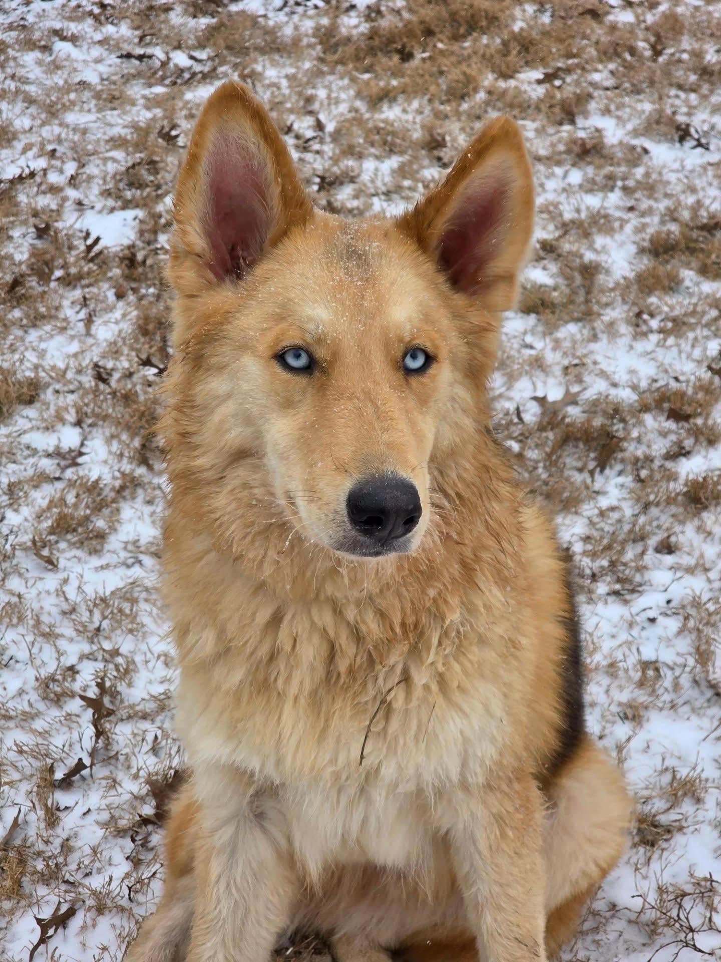 Enlarge Eros, an adopted mixed breed in Louisville, KY image 4/5