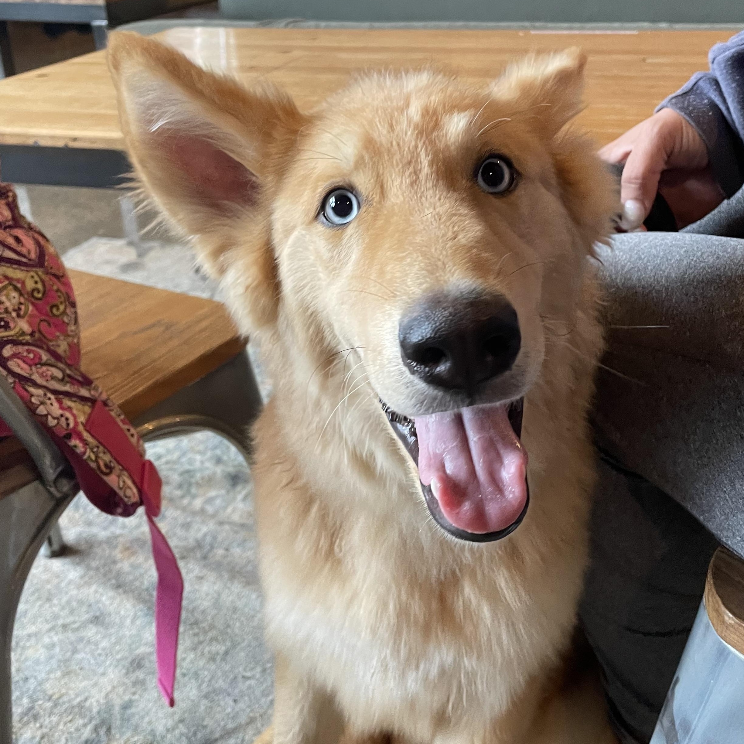 Enlarge Eros, an adopted mixed breed in Louisville, KY image 2/5