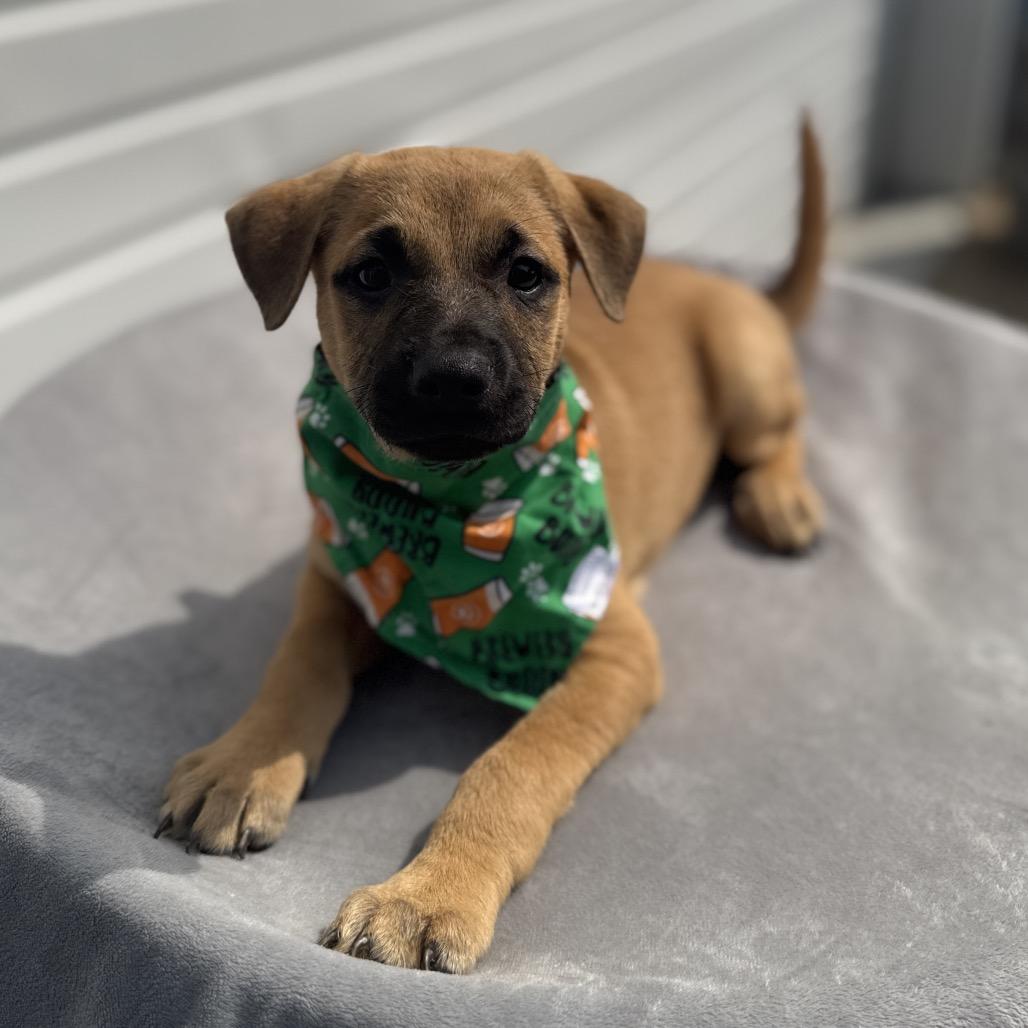 Evan, Adoptable, Puppy Male Pit Bull Terrier & Mixed Breed.