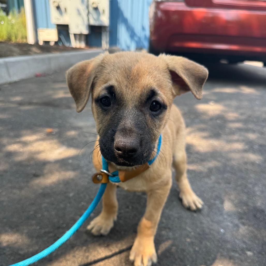 Evan, a Adoptable mixed breed in Newberg, OR image 2/6