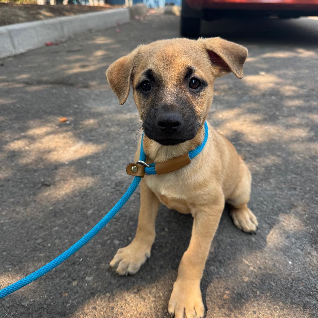 Evan, a Adoptable mixed breed in Newberg, OR image 3/6