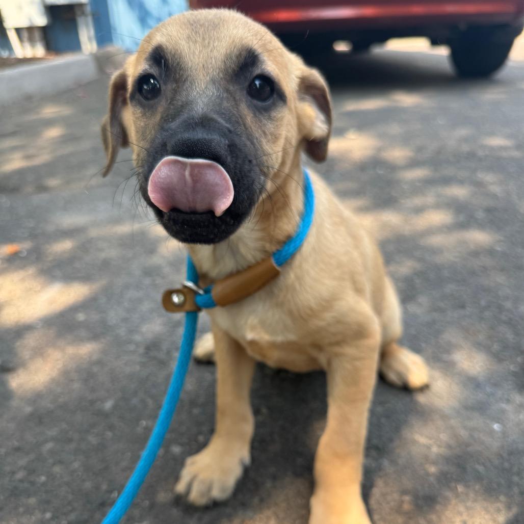 Evan, a Adoptable mixed breed in Newberg, OR image 4/6