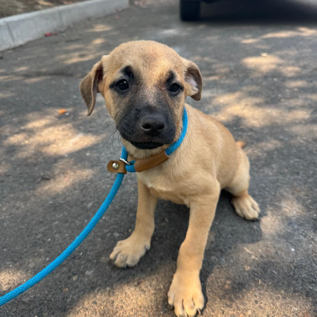 Evan, a Adoptable mixed breed in Newberg, OR image 5/6